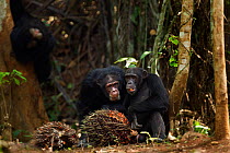 Western chimpanzee (Pan troglodytes verus)   males 'Tua' aged 53 years and 'Peley' aged 12 years feeding on palm oil fruits while another drinks from a hole in a tree behind, Bossou Forest, Mont Nimba...