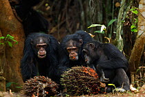 Western chimpanzee (Pan troglodytes verus)   males 'Foaf' aged 30 years, 'Tua' aged 53 years and 'Peley' aged 12 years feeding on palm oil fruits while others drink from a hole in a tree behind, Bosso...
