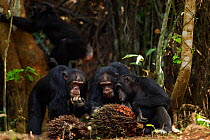 Western chimpanzee (Pan troglodytes verus)   males 'Foaf' aged 30 years, 'Tua' aged 53 years and 'Peley' aged 12 years feeding on palm oil fruits while others drink from a hole in a tree behind, Bosso...