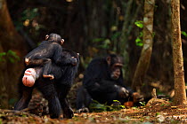 Western chimpanzee (Pan troglodytes verus)   female 'Fanle' aged 13 years in estrus but still carrying her infant son 'Flanle' aged 3 years on her back watching male 'Tua' cracking palm oil nuts, Boss...
