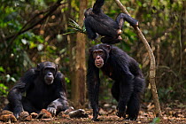 Western chimpanzee (Pan troglodytes verus)   infant male 'Flanle' aged 3 years playing with a 'head support' used by villagers to carry heavy items made from palm leaves being chased by his mother 'Fa...