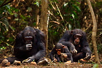 Western chimpanzee (Pan troglodytes verus)   young male 'Peley' aged 12 years, female 'Fanle' aged 13 years and her infant son 'Flanle' aged 3 years using rocks as tools to crack open palm oil nuts, B...