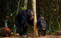 Western chimpanzee (Pan troglodytes verus)   male 'Tua' aged 53 years playing with male infant 'Flanle' aged 3 years, Bossou Forest, Mont Nimba, Guinea. January 2011.
