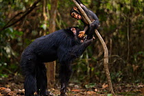 Western chimpanzee (Pan troglodytes verus)   male 'Tua' aged 53 years playing with male infant 'Flanle' aged 3 years, Bossou Forest, Mont Nimba, Guinea. January 2011.