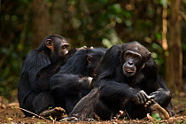 Western chimpanzee (Pan troglodytes verus)   males 'Jeje' aged 13 years, 'Tua' aged 53 years and 'Peley' aged 12 years grooming, Bossou Forest, Mont Nimba, Guinea. January 2011.