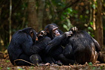Western chimpanzee (Pan troglodytes verus)   males 'Jeje' aged 13 years, 'Tua' aged 53 years and 'Peley' aged 12 years grooming, Bossou Forest, Mont Nimba, Guinea. January 2011.
