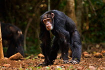 Western chimpanzee (Pan troglodytes verus)   male 'Tua' aged 53 years standing portrait, Bossou Forest, Mont Nimba, Guinea. January 2011.