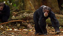 Western chimpanzee (Pan troglodytes verus)   alpha male 'Foaf' aged 30 years walking into a clearing with young male 'Jeje' aged 13 years sitting behind, Bossou Forest, Mont Nimba, Guinea. January 201...