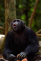 Western chimpanzee (Pan troglodytes verus)   young male 'Peley' aged 12 years making 'Pant hoot' vocalisation, Bossou Forest, Mont Nimba, Guinea. January 2011.