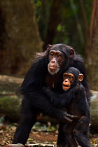 Western chimpanzee (Pan troglodytes verus)   female 'Fanle' aged 13 years and protecting her infant son 'Flanle' aged 3 years from an aggressive male, Bossou Forest, Mont Nimba, Guinea. January 2011.