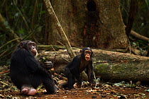 Western chimpanzee (Pan troglodytes verus)   infant male 'Flanle' aged 3 years playing while his mother 'Fanle' aged 13 years cracks palm oil nuts using rocks as tools, Bossou Forest, Mont Nimba, Guin...