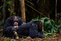Western chimpanzee (Pan troglodytes verus)   male 'Tua' aged 53 years grooming young male 'Jeje' aged 13 years, Bossou Forest, Mont Nimba, Guinea. January 2011.