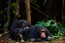 Western chimpanzee (Pan troglodytes verus)   young male 'Jeje' aged 13 years being groomed by male 'Tua' aged 53 years, Bossou Forest, Mont Nimba, Guinea. January 2011.