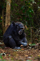Western chimpanzee (Pan troglodytes verus)   female 'Velu' aged 51 years using two rocks as tools to crack open palm oil nuts, Bossou Forest, Mont Nimba, Guinea. January 2011.