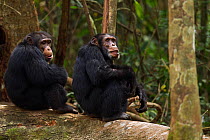 Western chimpanzee (Pan troglodytes verus)   males 'Jeje' aged 13 years and 'Tua' aged 53 years sitting on a fallen tree, Bossou Forest, Mont Nimba, Guinea. January 2011.