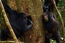 Western chimpanzees using leaves as sponge tools to drink from a hole in a tree, Bossou Forest, Mont Nimba, Guinea. January 2011.