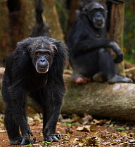 Western chimpanzee (Pan troglodytes verus)   female 'Yo' aged 49 years walking through the forest with another female 'Velu' aged 51 years sitting on a fallen tree in the background, Bossou Forest, Mo...