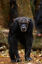 Western chimpanzee (Pan troglodytes verus)   female 'Yo' aged 49 years walking through the forest, Bossou Forest, Mont Nimba, Guinea. January 2011.