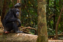 Western chimpanzee (Pan troglodytes verus)   female 'Velu' aged 51 years sitting on a fallen tree, Bossou Forest, Mont Nimba, Guinea. January 2011.