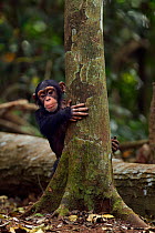 Western chimpanzee (Pan troglodytes verus)   infant male 'Flanle' aged 3 years playing around a tree, Bossou Forest, Mont Nimba, Guinea. January 2011.
