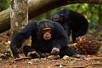 Western chimpanzee (Pan troglodytes verus)   young male 'Jeje' aged 13 years using rocks as tools to crack open palm oil nuts, Bossou Forest, Mont Nimba, Guinea. January 2011.