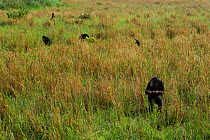Western chimpanzee (Pan troglodytes verus)   juvenile female 'Joya' aged 6 years feeding on plant stems in a rice field, with others in background, Bossou Forest, Mont Nimba, Guinea. January 2011.