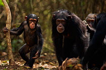 Western chimpanzee (Pan troglodytes verus)   infant male 'Flanle' aged 3 years playing while his mother 'Fanle' aged 13 years is being groomed by male 'Tua' aged 53 years, Bossou Forest, Mont Nimba, G...