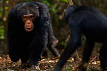 Western chimpanzee (Pan troglodytes verus)   young male 'Jeje' aged 13 years disciplining playful juvenile female 'Joya' aged 6 years, Bossou Forest, Mont Nimba, Guinea. January 2011.