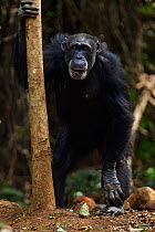 Western chimpanzee (Pan troglodytes verus)   female 'Velu' aged 51 years standing holding the trunk of a tree, Bossou Forest, Mont Nimba, Guinea. January 2011.