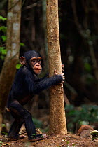 Western chimpanzee (Pan troglodytes verus)   infant male 'Flanle' aged 3 years clinging to a tree trunk, Bossou Forest, Mont Nimba, Guinea. January 2011.