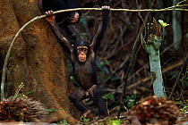 Western chimpanzee (Pan troglodytes verus)   infant male 'Flanle' aged 3 years playing while juvenile female 'Joya' aged 6 years drinks in the background, Bossou Forest, Mont Nimba, Guinea. January 20...