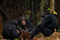 Western chimpanzee (Pan troglodytes verus)   females 'Jire' aged 52 years, 'Fanle' aged 13 years and juvenile female 'Joya' aged 6 years feeding on palm oil fruits, Bossou Forest, Mont Nimba, Guinea....