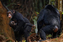 Western chimpanzee (Pan troglodytes verus)   female 'Fanle' aged 13 years carrying her son 'Flanle' aged 3 years and female 'Jire' aged 52 years alert to a possible danger, Bossou Forest, Mont Nimba,...