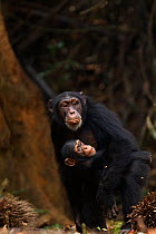 Western chimpanzee (Pan troglodytes verus)   female 'Fanle' aged 13 years carrying her son 'Flanle' aged 3 years and female 'Jire' aged 52 years alert to a possible danger, Bossou Forest, Mont Nimba,...
