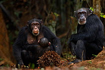 Western chimpanzee (Pan troglodytes verus)   female 'Fanle' aged 13 years with her suckling son 'Flanle' aged 3 years sitting with female 'Jire' aged 52 years, Bossou Forest, Mont Nimba, Guinea. Janua...
