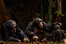 Western chimpanzee (Pan troglodytes verus)   females 'Jire' aged 52 years and 'Fanle' aged 13 years using rocks as tools to crack open palm oil nuts watched closely by infant male 'Flanle' aged 3 year...