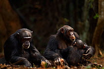 Western chimpanzee (Pan troglodytes verus)   females 'Jire' aged 52 years and 'Fanle' aged 13 years with suckling infant male 'Flanle' aged 3 years using rocks as tools to crack open palm oil nuts, Bo...