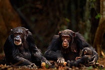 Western chimpanzee (Pan troglodytes verus)   females 'Jire' aged 52 years and 'Fanle' aged 13 years with suckling infant male 'Flanle' aged 3 years using rocks as tools to crack open palm oil nuts, Bo...