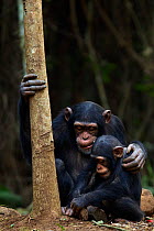 Western chimpanzee (Pan troglodytes verus)   juvenile female 'Joya' aged 6 years playing with infant male 'Flanle' aged 3 years, Bossou Forest, Mont Nimba, Guinea. January 2011.