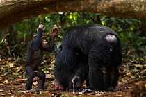 Western chimpanzee (Pan troglodytes verus)   infant male 'Flanle' aged 3 years aggressive towards alpha male 'Foaf' aged 30 years because he is interested in his mother 'Fanle' aged 13 years, Bossou F...