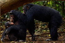 Western chimpanzee (Pan troglodytes verus)   female 'Fanle' aged 13 years with suckling male infant 'Flanle' aged 3 years being groomed by alpha male 'Foaf' aged 30 years, Bossou Forest, Mont Nimba, G...