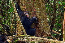 Western chimpanzee (Pan troglodytes verus)   male 'Tua' aged 53 years using chewed leaves as a sponge tool to drink water from a hole in a tree, Bossou Forest, Mont Nimba, Guinea. December 2010.