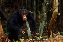 Western chimpanzee (Pan troglodytes verus)   young male 'Jeje' aged 13 years walking, Bossou Forest, Mont Nimba, Guinea. January 2011.