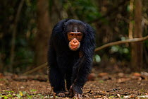 Western chimpanzee (Pan troglodytes verus)   young male 'Jeje' aged 13 years walking head-on, Bossou Forest, Mont Nimba, Guinea. January 2011.