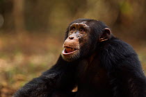 Western chimpanzee (Pan troglodytes verus)   young male 'Jeje' aged 13 years sitting portrait, Bossou Forest, Mont Nimba, Guinea. January 2011.