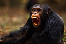 Western chimpanzee (Pan troglodytes verus)   young male 'Jeje' aged 13 years yawning, Bossou Forest, Mont Nimba, Guinea. January 2011.
