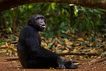 Western chimpanzee (Pan troglodytes verus)   young male 'Peley' aged 12 years sitting vocalising, Bossou Forest, Mont Nimba, Guinea. January 2011.