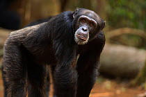 Western chimpanzee (Pan troglodytes verus)   young male 'Peley' aged 12 years standing portrait, Bossou Forest, Mont Nimba, Guinea. January 2011.