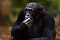 Western chimpanzee (Pan troglodytes verus)   young male 'Peley' aged 12 years sitting portrait, Bossou Forest, Mont Nimba, Guinea. January 2011.