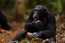 Western chimpanzee (Pan troglodytes verus)   young male 'Peley' aged 12 years sitting holding nut cracking stone, Bossou Forest, Mont Nimba, Guinea. January 2011.